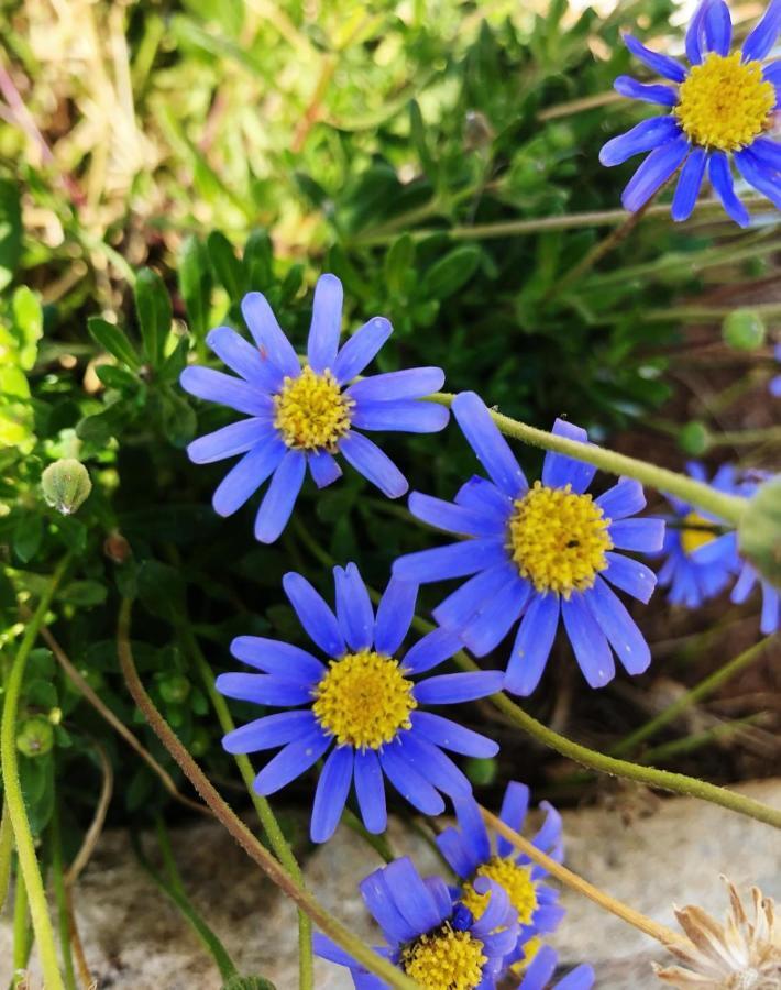 Villa Casa Vacanze Fiore Gallipoli Exteriér fotografie